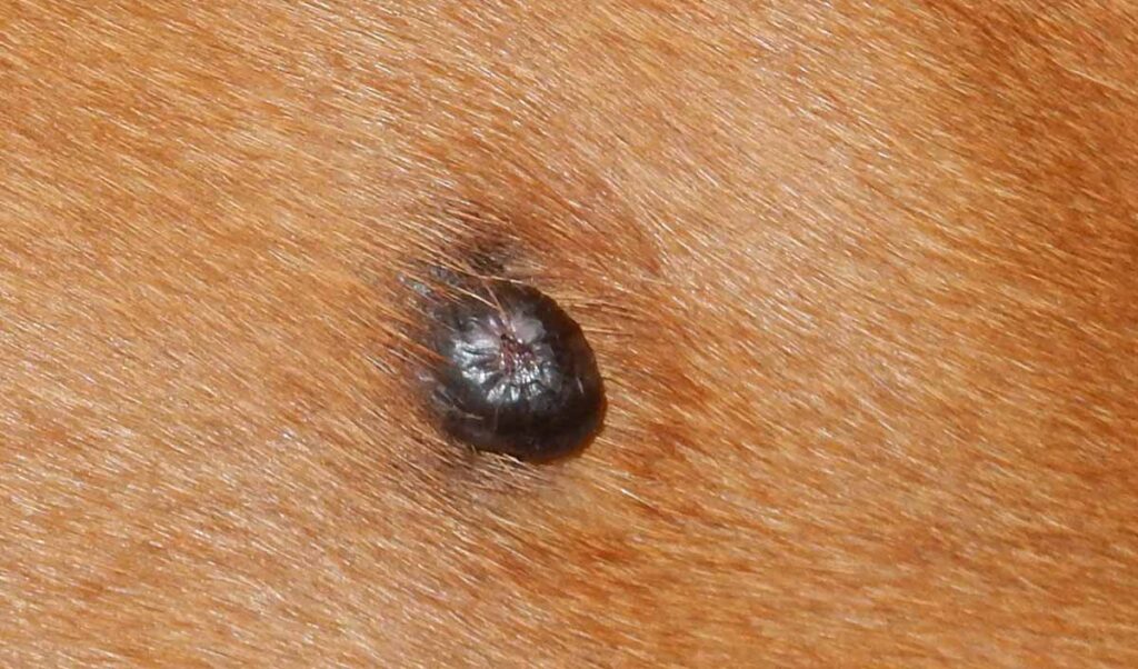 do dogs get moles on their skin