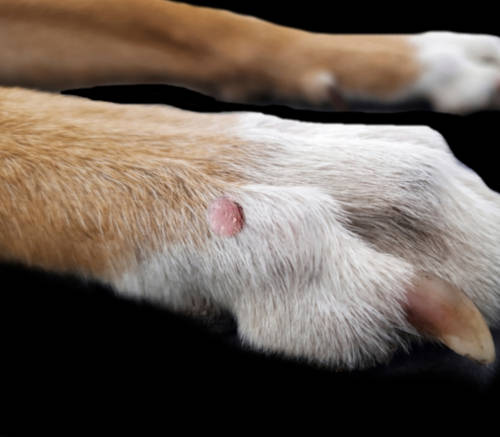 skin tag on a dog's paw