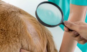 vet exam of the skin