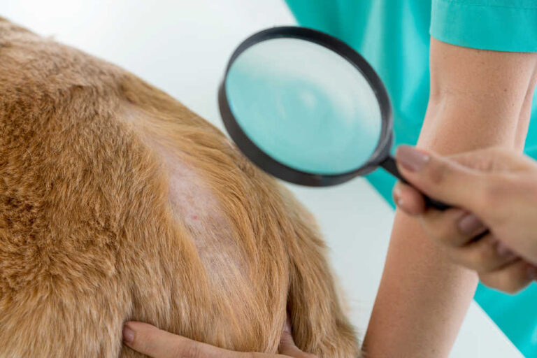 Scabs on Dogs [With Pictures]: Our Vets Explain What To Do