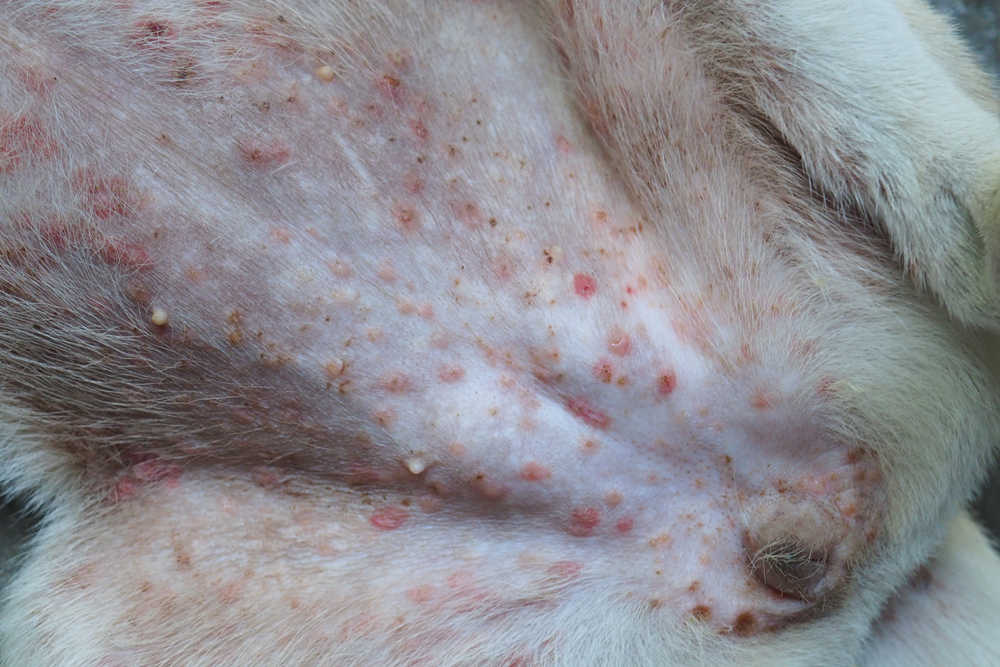 what does dermatitis look like on a dog