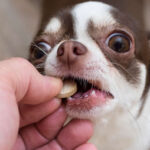Best Sleeping Pills for Dogs: Vet Explains How to Use Safely