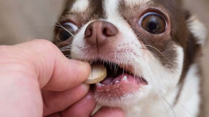 dog taking a pill from the hand of the owner