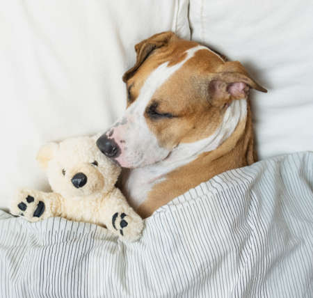 sleeping in bed with a toy