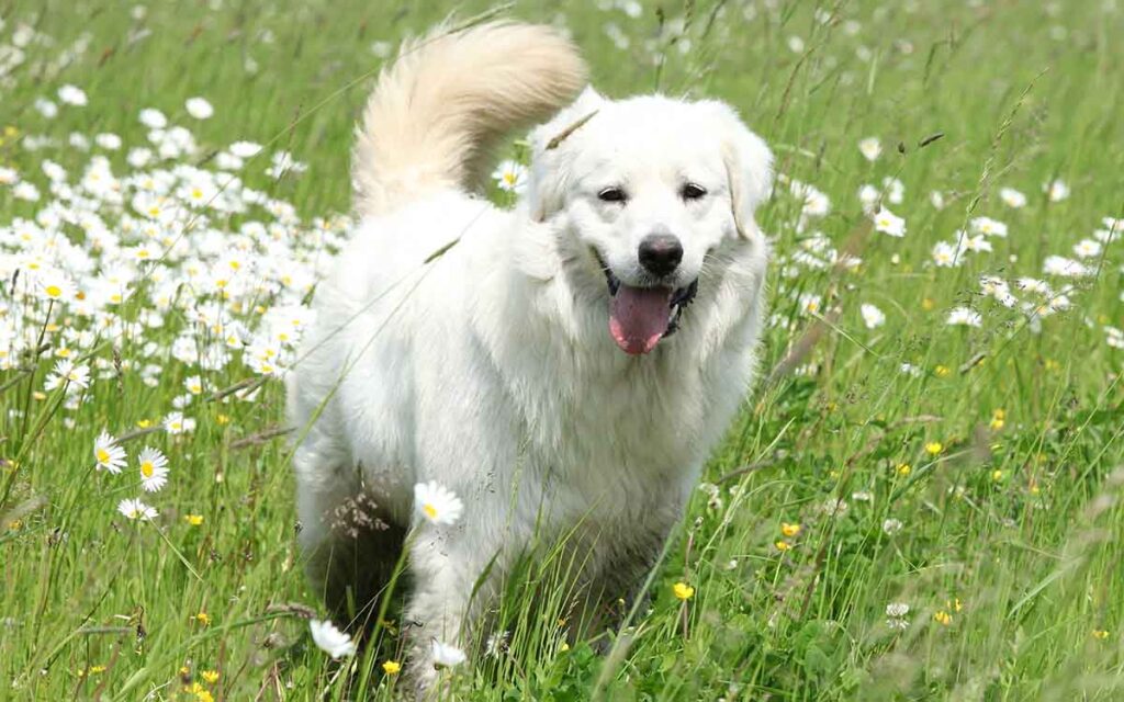 slovenky cuvac white dog breed