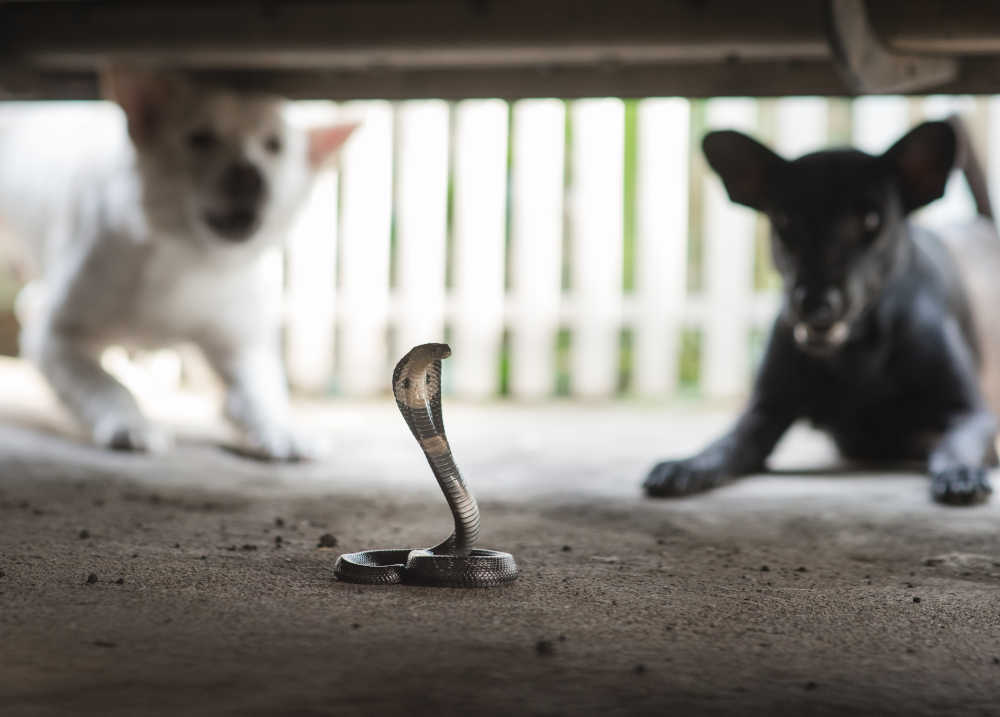 snake found by two anxious dogs