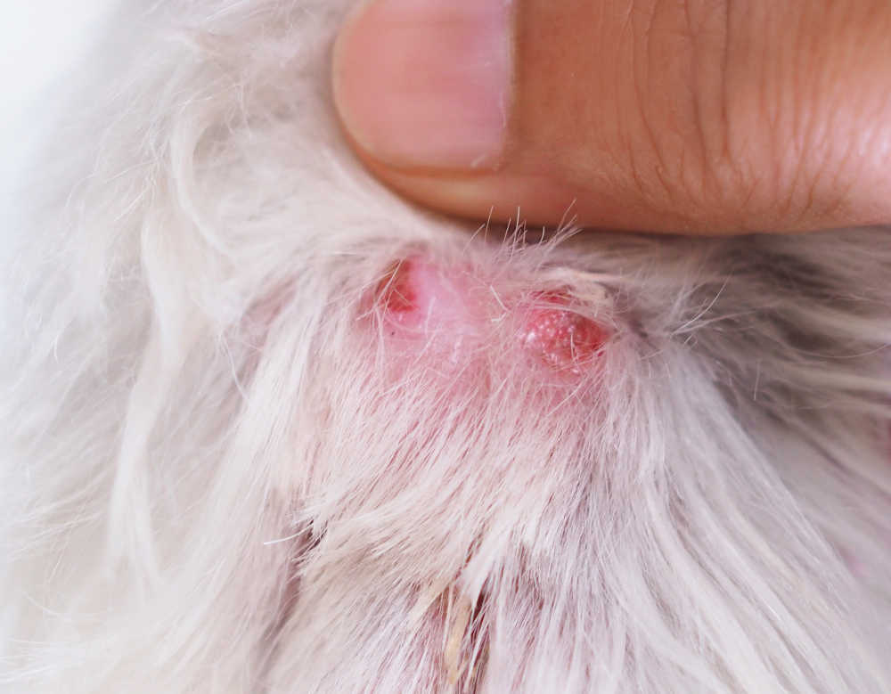 what a snake bite looks like on a dog