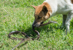 Snake Bites on Dogs: Signs and Treatment Advice from a Vet