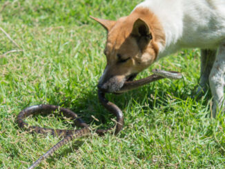 snake fighting with dog