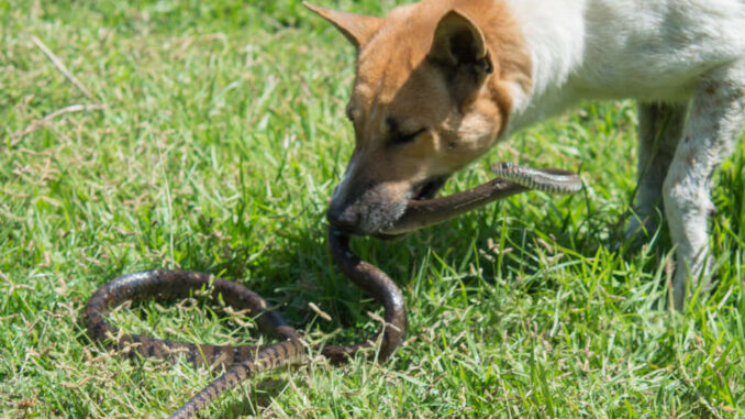 snake fighting with dog