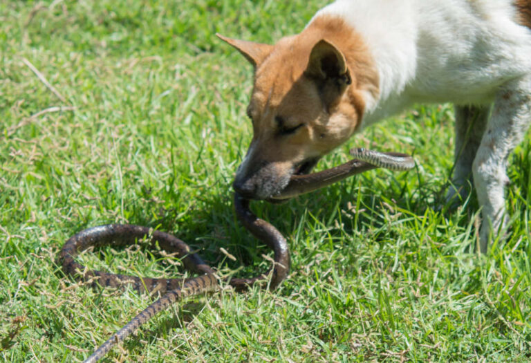Snake Bites on Dogs: Signs and Treatment Advice from a Vet