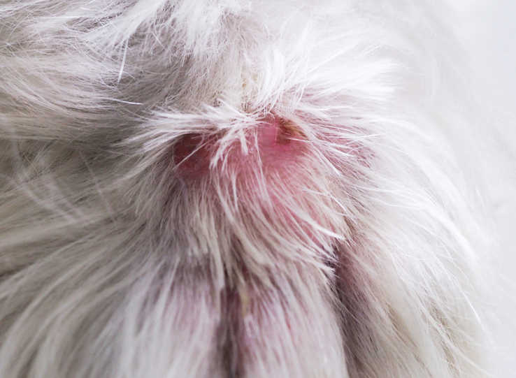 closeup of snake bite on dog