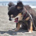 dog sneezing strongly at the beach