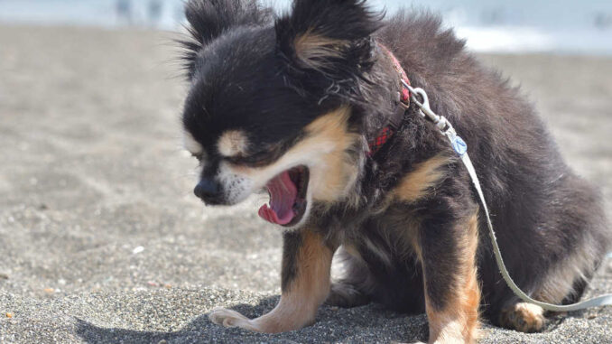dog sneezing strongly at the beach