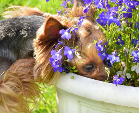 dog looking for treat in flowers