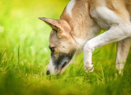 dog on a sniff walk