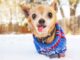 chihuahua with a coat in the snow