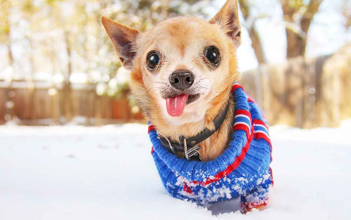 how cold is too cold for a chihuahua