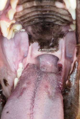 Soft Palate Surgery for Dogs: FAQ with Our Veterinarian