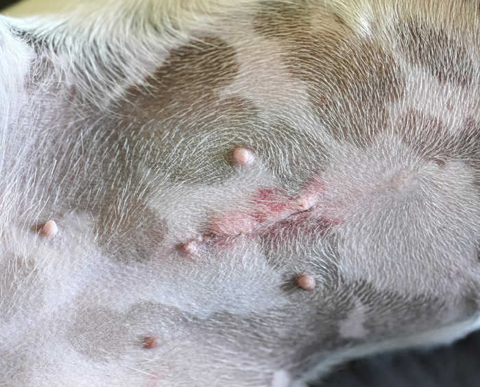 normal spay incision on a dog's belly