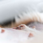 Lump After Spay or Neuter Incision: Is It Normal? When to Worry.