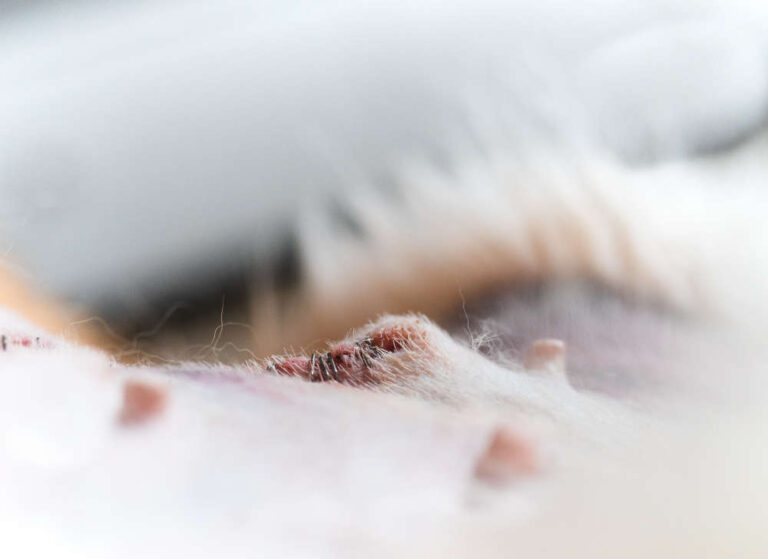 Lump After Spay or Neuter Incision: Is It Normal? When to Worry.