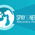 spay and neuter recovery header image