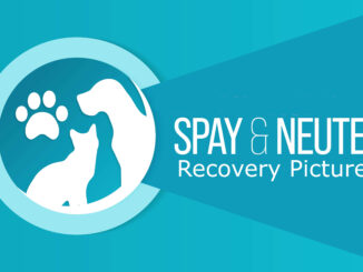 spay and neuter recovery header image