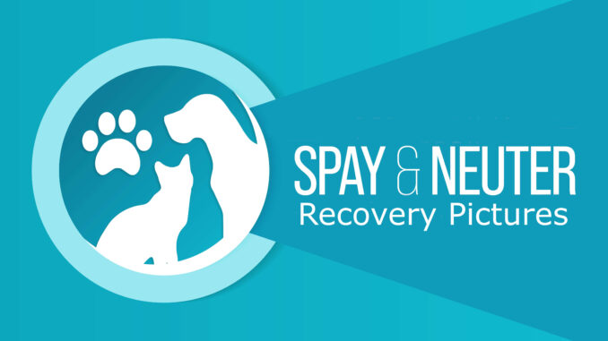 spay and neuter recovery header image