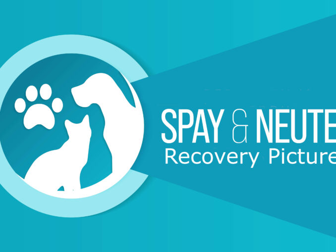 Timeline For Dog Spay Recovery By A Spay Surgeon