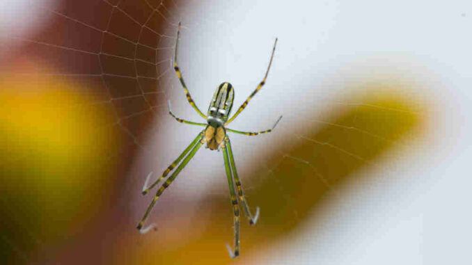 what happens if a dog eats a poisonous spider