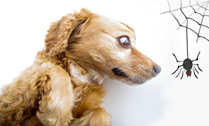 Our Vet Shares 6 Tips to Deal With a Spider Bite on a Dog