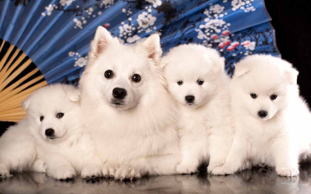 Japanese Spitz small dog family