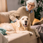 Senior dog on the couch with owner