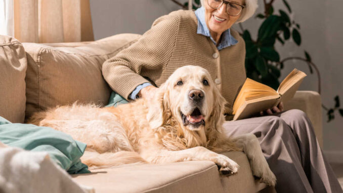 Senior dog on the couch with owner