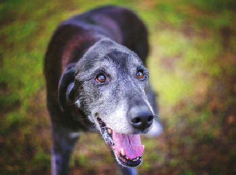 senior dog with gray muzzle