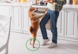 Swollen Dog Ankle? Read our Vet’s Recommendations