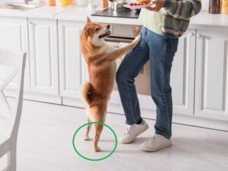 dog in a kitchen standing up on hind legs to show ankles