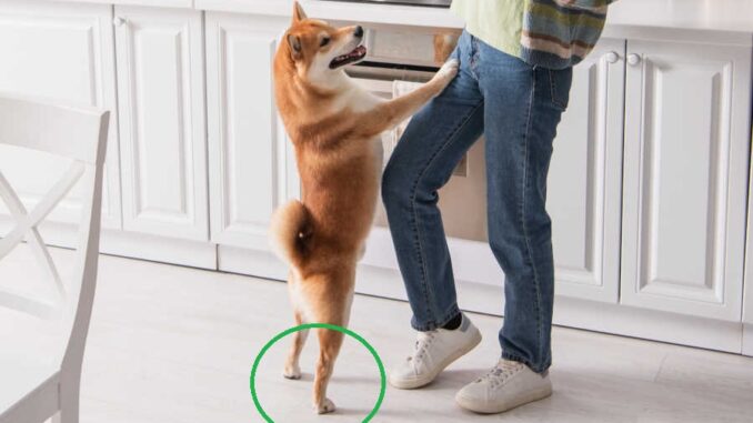 dog in a kitchen standing up on hind legs to show ankles