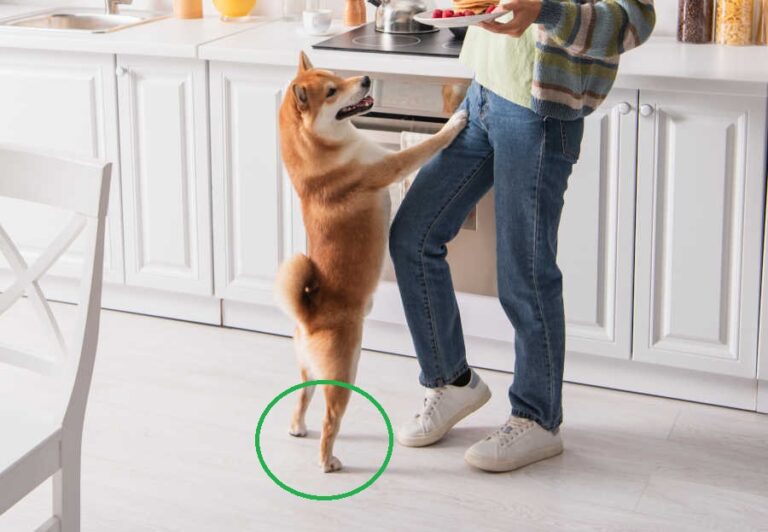 Swollen Dog Ankle? Read our Vet’s Recommendations