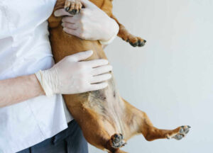 Dog Dealing With a Gurgling Stomach and Vomiting/Diarrhea: What You Can Do to Help