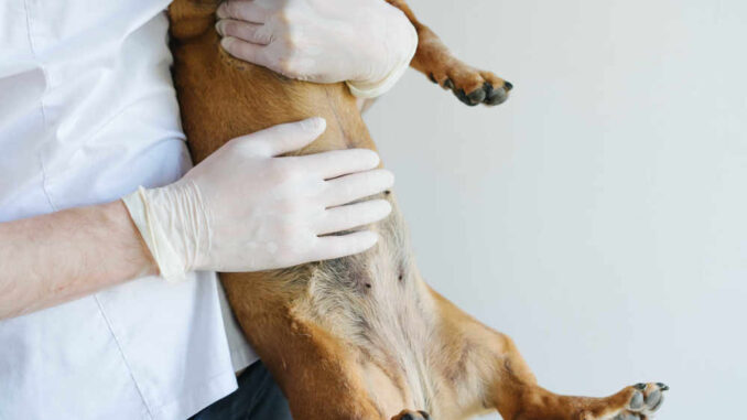 vet inspect a dog's stomach and nipples