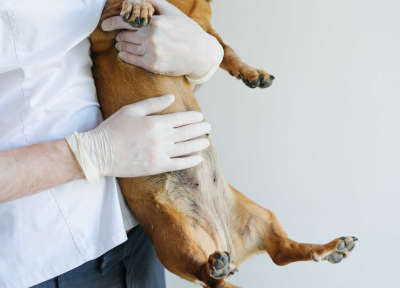 vet inspecting a dog's stomach