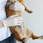 vet inspecting dog's stomach