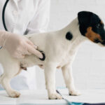 Jack Russell terrier stands on the veterinarian's desk, examination of the stomach with a stethoscope