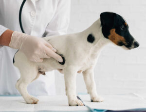 Home Remedies to Help a Dog With a Gurgling Stomach [Vet Approved]
