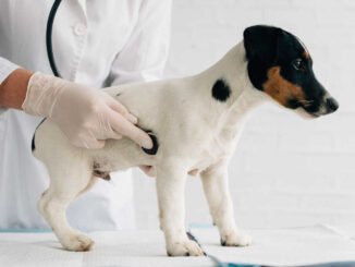 Jack Russell terrier stands on the veterinarian's desk, examination of the stomach with a stethoscope
