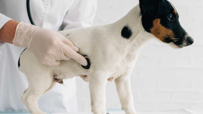 Jack Russell terrier stands on the veterinarian's desk, examination of the stomach with a stethoscope