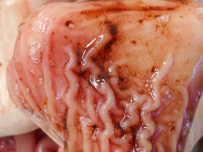stomach of a dog with small gastric ulcers