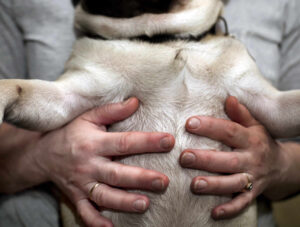 Dog Stomach Gurgling? Our Vet Explains Why & What to Do